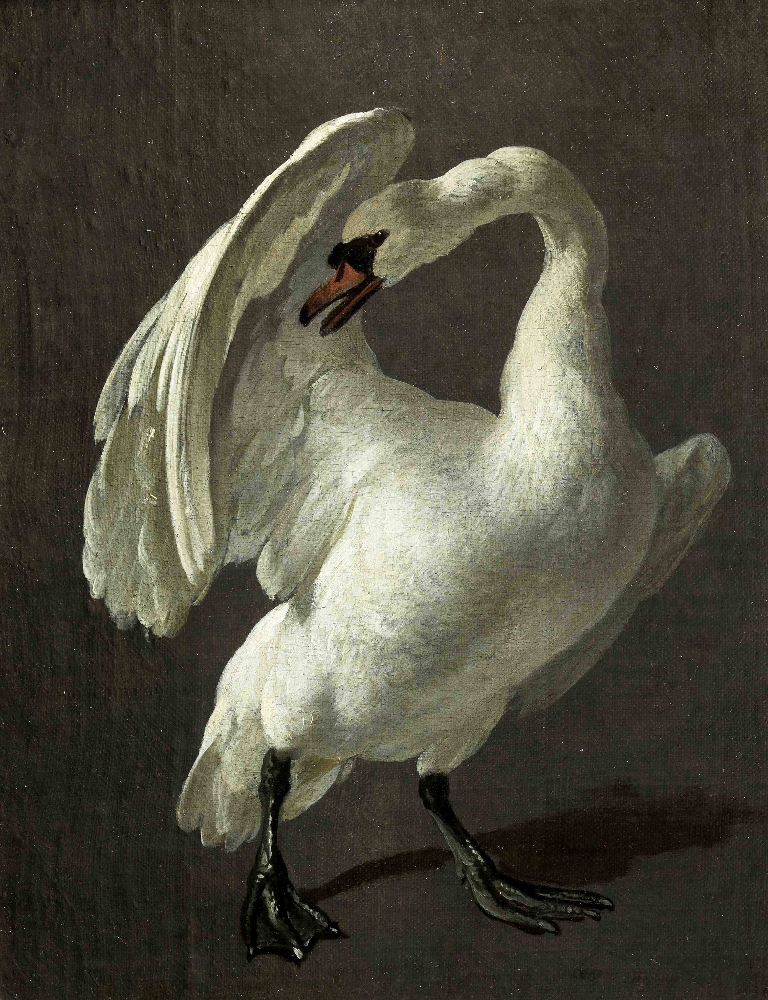 Hondecoeter-Swan.jpg